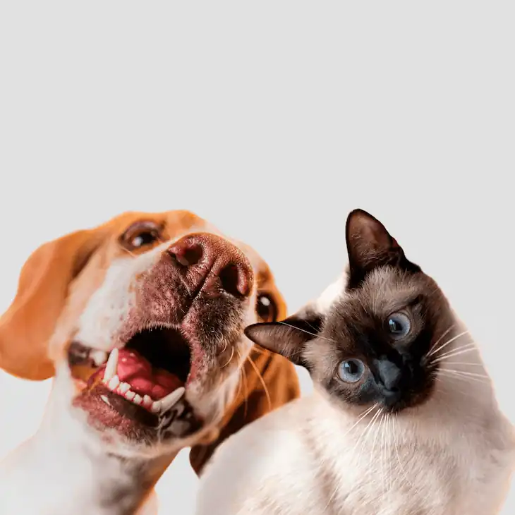 perro y gato mirándote de frente