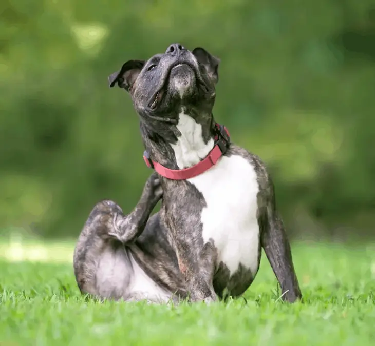 perro juguetón